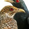 Asian Koel Birds Paint By Numbers