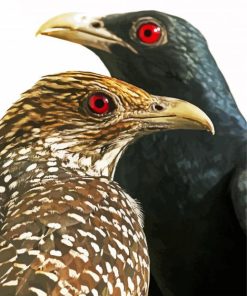 Asian Koel Birds Paint By Numbers