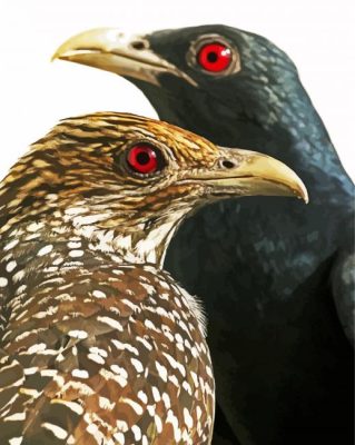 Asian Koel Birds Paint By Numbers