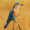 Beautiful Indian Roller Paint By Numbers