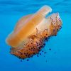 Big Yellow Fried Egg Jellyfish Paint By Numbers