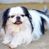 Black And White Japanese Chin Paint By Numbers