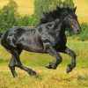 Black Percheron Horse Paint By Numbers