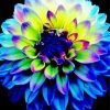 Blue Dahlia Paint By Numbers