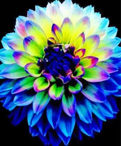 Blue Dahlia Paint By Numbers