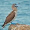 Blue Footed Booby Paint By Numbers