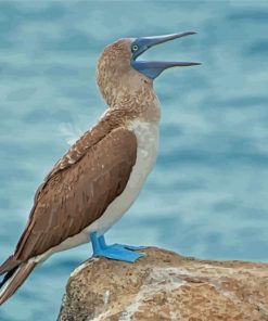 Blue Footed Booby Paint By Numbers