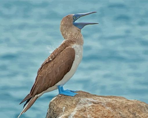 Blue Footed Booby Paint By Numbers