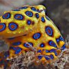 Blue Ringed Octopus Paint By Numbers