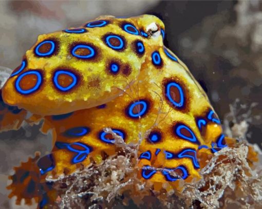 Blue Ringed Octopus Paint By Numbers