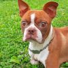 Brown Female Boston Terrier Paint By Numbers