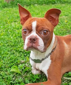 Brown Female Boston Terrier Paint By Numbers