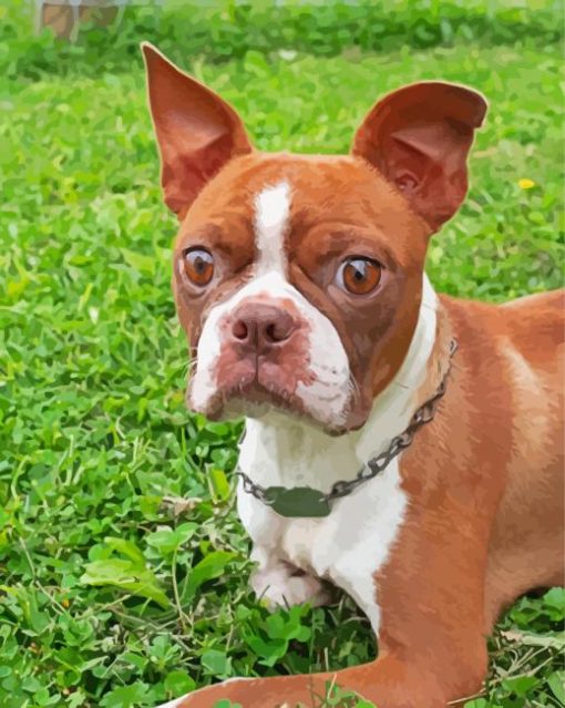 Brown Female Boston Terrier Paint By Numbers