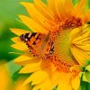 Butterfly On Sunflower Paint By Numbers