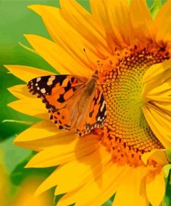 Butterfly On Sunflower Paint By Numbers