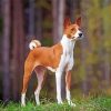 Cool Basenji Paint By Numbers