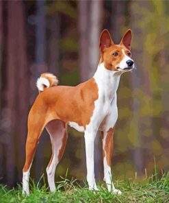 Cool Basenji Paint By Numbers