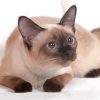 Cool Siamese Cat Paint By Numbers