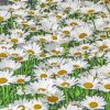 Adorable Field Of Daisies Paint By Numbers