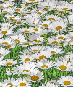 Adorable Field Of Daisies Paint By Numbers