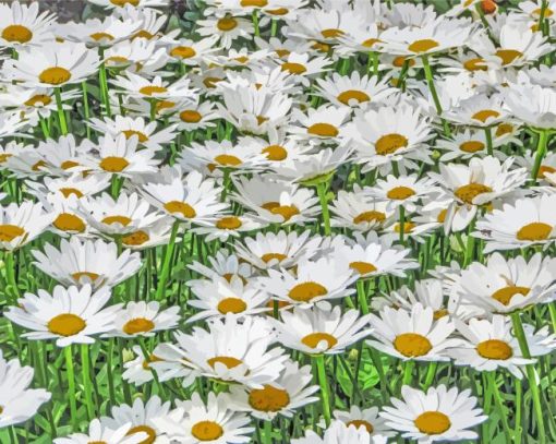 Adorable Field Of Daisies Paint By Numbers