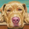 Red Nose Pitbull Paint By Numbers