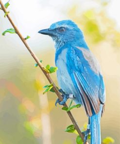 Scrub Jays Bird Paint By Numbers