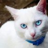 White Cats With Blue Eyes Paint By Numbers