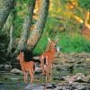 Doe And Fawn Paint By Numbers