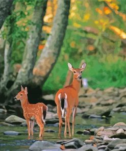 Doe And Fawn Paint By Numbers