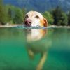 Dog Swimming In Water Paint By Numbers