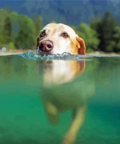 Dog Swimming In Water Paint By Numbers