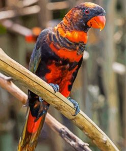 Dusky Lory Paint By Numbers