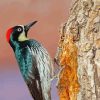 Female Acorn Woodpecker Paint By Numbers