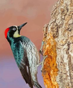 Female Acorn Woodpecker Paint By Numbers