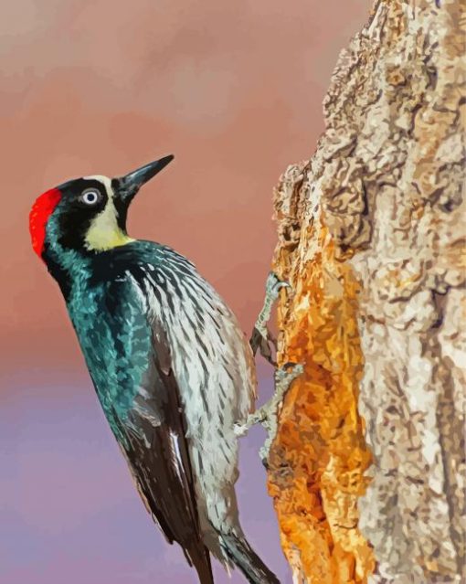 Female Acorn Woodpecker Paint By Numbers