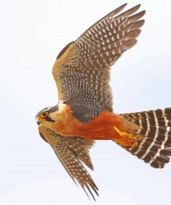 Flying Aplomado Falcon Paint By Numbers