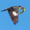 Flying Acorn Woodpecker Paint By Numbers