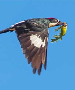 Flying Acorn Woodpecker Paint By Numbers