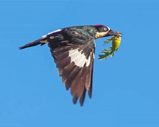 Flying Acorn Woodpecker Paint By Numbers