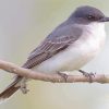 Grey And White Bird Paint By Numbers