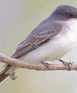 Grey And White Bird Paint By Numbers