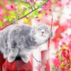 Grey Tabby Cat Paint By Numbers