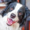 Happy Welsh Sheepdog Paint By Numbers