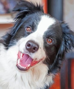 Happy Welsh Sheepdog Paint By Numbers