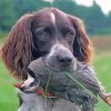 Hunting Dog With Pheasant Paint By Numbers