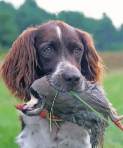 Hunting Dog With Pheasant Paint By Numbers