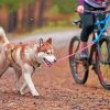 Husky Dog With Bicycle Paint By Numbers