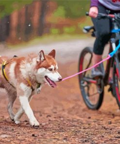 Husky Dog With Bicycle Paint By Numbers