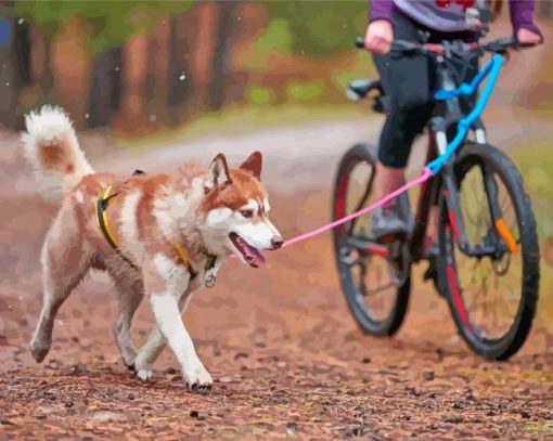 Husky Dog With Bicycle Paint By Numbers